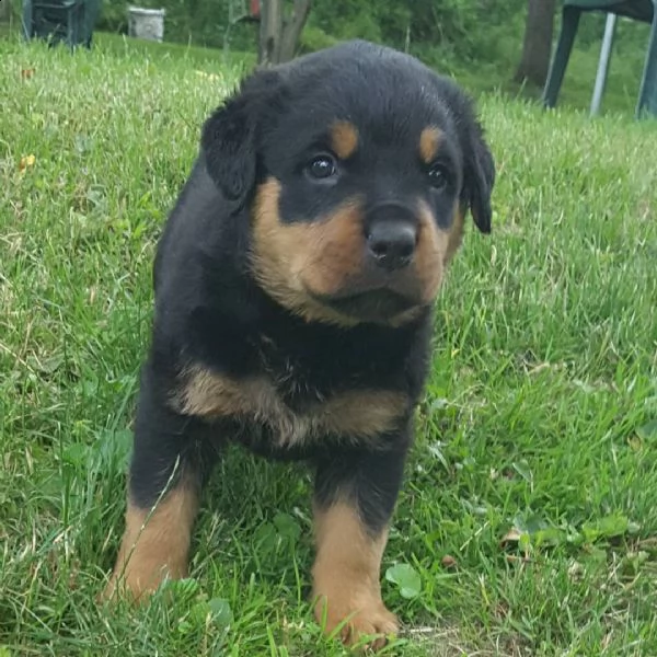rottweiler puppies for adoption  | Foto 1