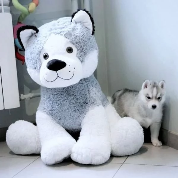 siberian huskies for adoption  | Foto 0