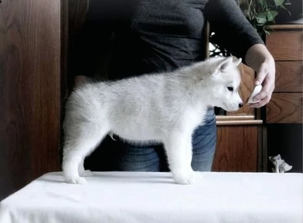 siberian huskies for adoption 