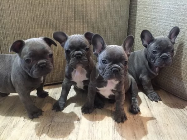 regalo cuccioli di cane a bulldog francese