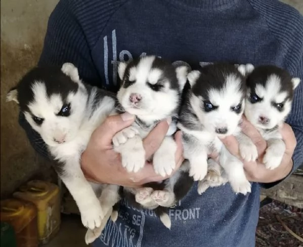 huskies for adoption  | Foto 2
