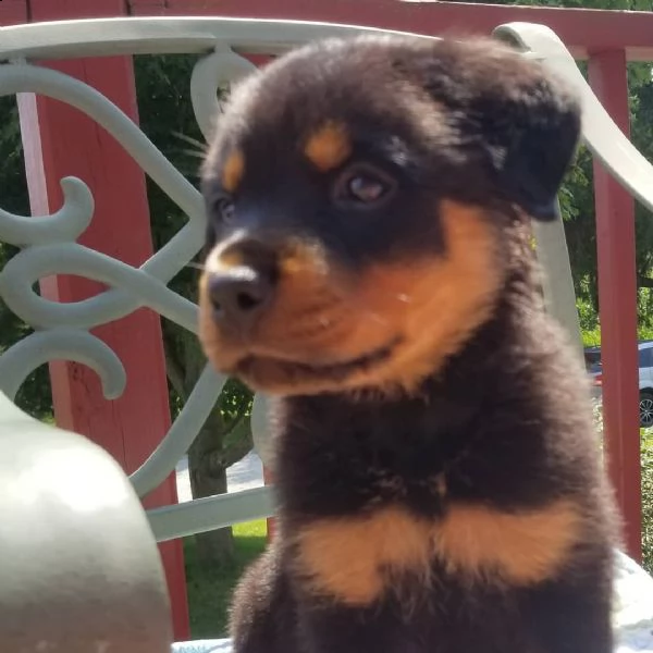 rottweiler puppies for adoption  | Foto 2