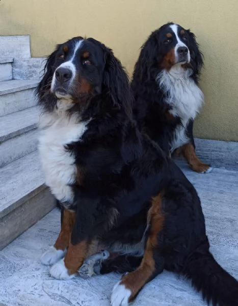 vendo cuccioli bovaro del bernese | Foto 2