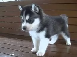 regalo cuccioli di labrador  | Foto 1