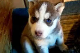 regalo cuccioli di labrador  | Foto 0