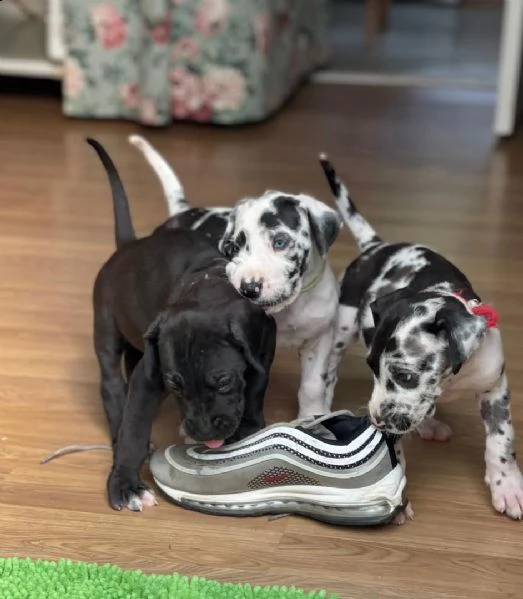  cuccioli di dalmata  femminucce e maschietti disponibili