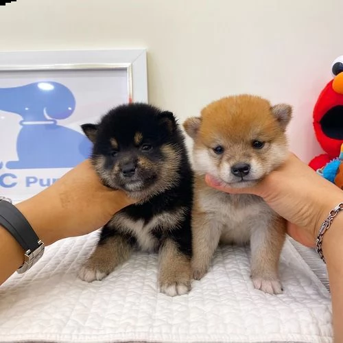 regalo cuccioli shiba inu 