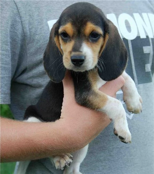 regarlo beagle cuccioli
