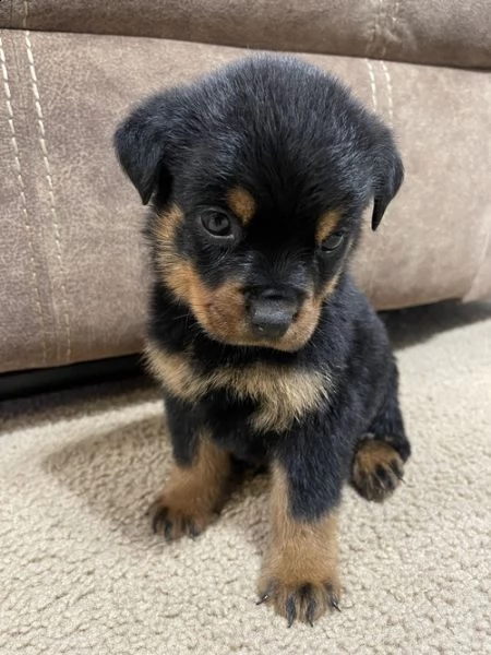  rottweiler cuccioli introvabili cuccioli di rottweiler intelligenti e dolcissimi attaccati al padro