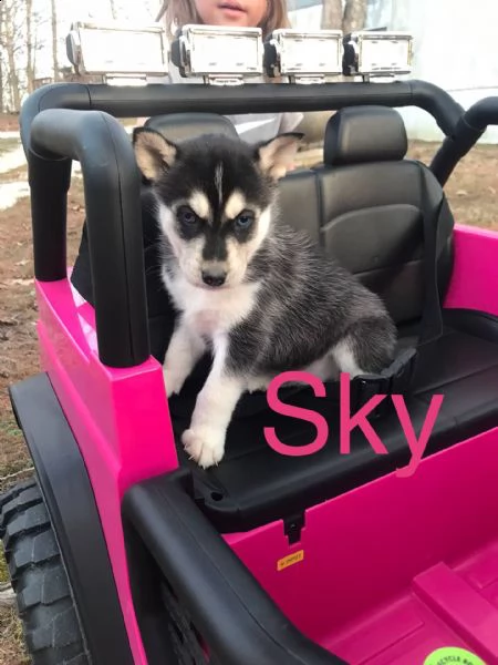  regalo cuccioli siberian husky maschio e femmina e-mail  (marieiris783[at]gmail[.com]) grazi  regalo cuc