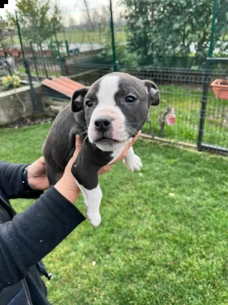  cucciolo di pittbul 60 gg 