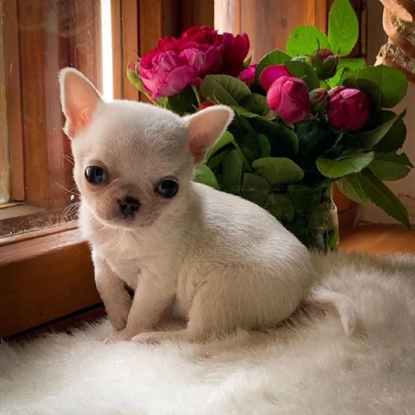 bel chihuahua maschio | Foto 1