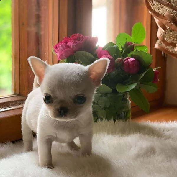 bel chihuahua maschio