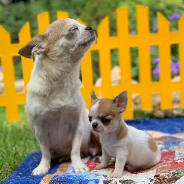 cuccioli di chihuahua di tre mesi pronti per la vendita | Foto 3