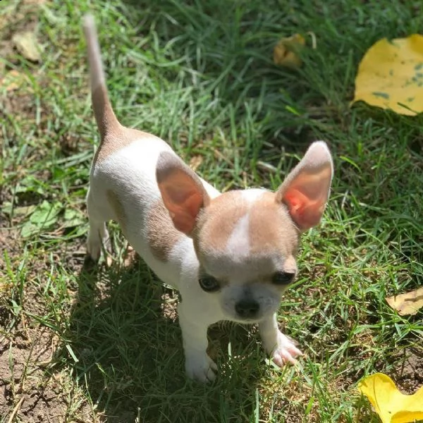 cuccioli di chihuahua di tre mesi pronti per la vendita