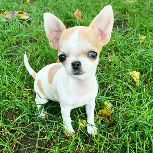 cuccioli di chihuahua di tre mesi pronti per la vendita | Foto 2