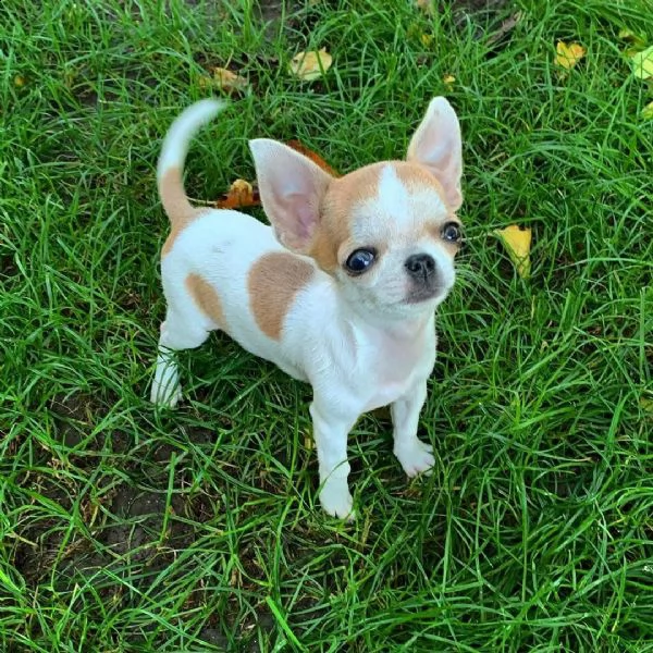 cuccioli di chihuahua di tre mesi pronti per la vendita | Foto 1