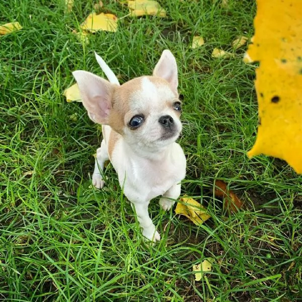 cuccioli di chihuahua di tre mesi pronti per la vendita | Foto 0
