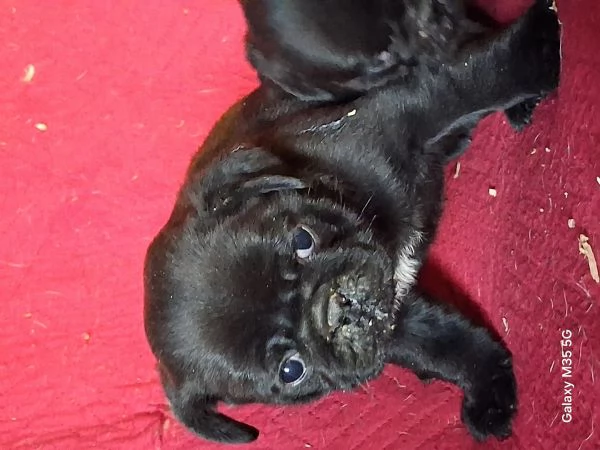 Cucciolo di carlino  | Foto 1