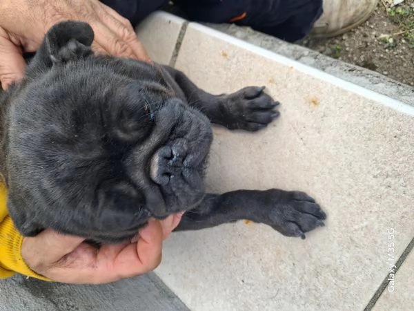 Carlino  | Foto 1