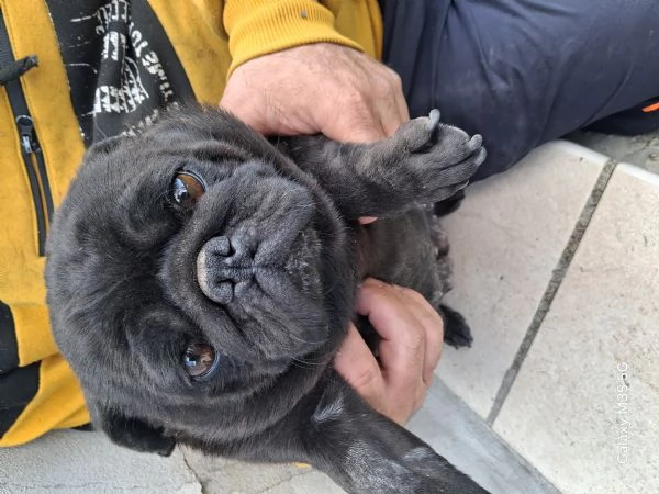 Carlino  | Foto 0