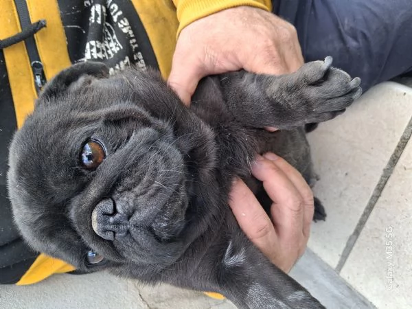 Carlino femmina 