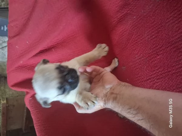 Maschio di carlino  | Foto 1