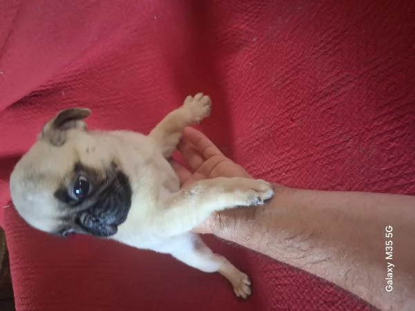 Maschio di carlino  | Foto 0