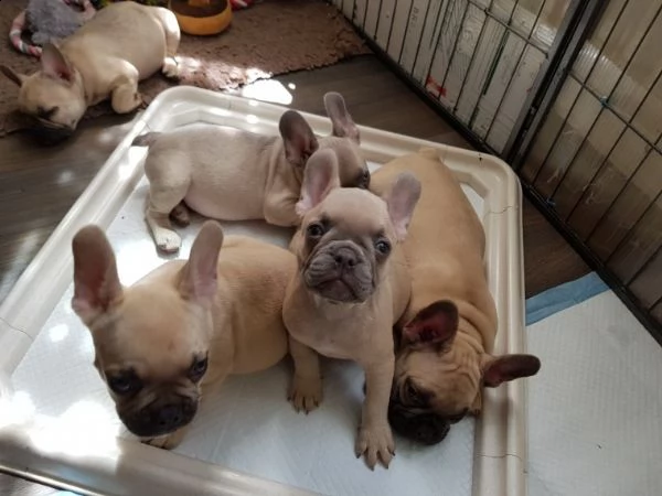 regalo cuccioli di cane a bulldog francese....
