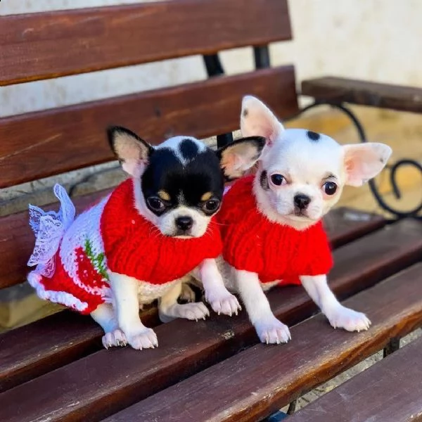 jayson e selena cuccioli di chihuahua femmine e maschi i cuccioli sono vaccinati sv | Foto 0