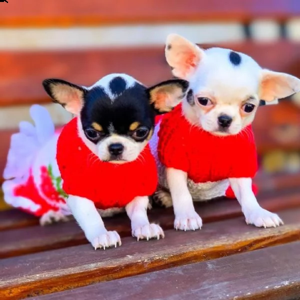 jayson e selena cuccioli di chihuahua femmine e maschi i cuccioli sono vaccinati sv