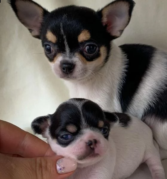 vendo cucciolo di chihuahua!!! | Foto 0