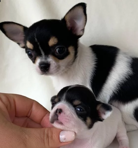 vendo cucciolo di chihuahua!!!