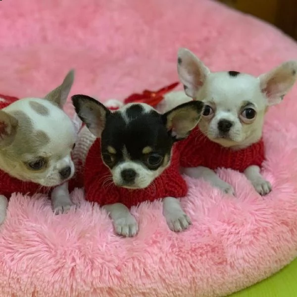 vendita di cuccioli di chihuahua neri, bianchi e marroni a pagamento | Foto 1