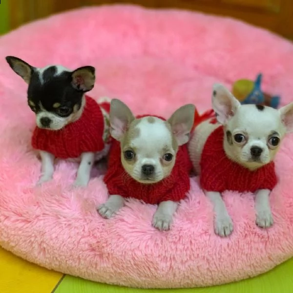 vendita di cuccioli di chihuahua neri, bianchi e marroni a pagamento | Foto 0