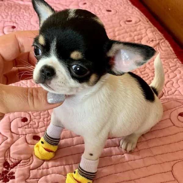 vendita di cuccioli di chihuahua neri, bianchi e marroni a pagamento