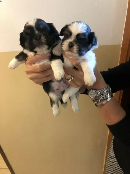 cuccioli di shihtzu nati in casa. 