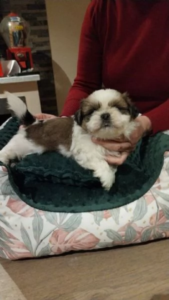  cuccioli shihtzu con pedigree enci 