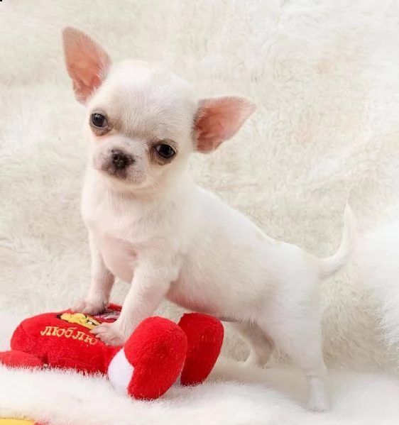 vendo cucciolo chihuahua giocattolo