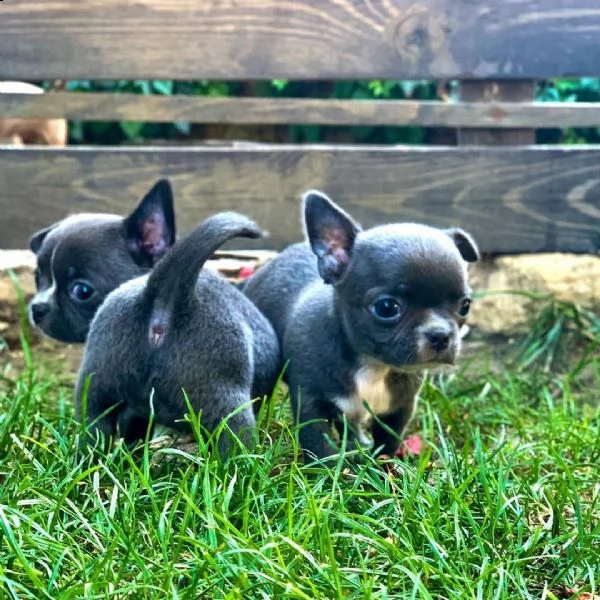 cuccioli di chihuahua dolci in adozione