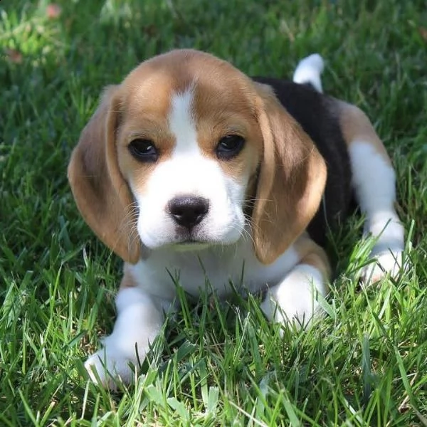 cuccioli di beagle | Foto 2