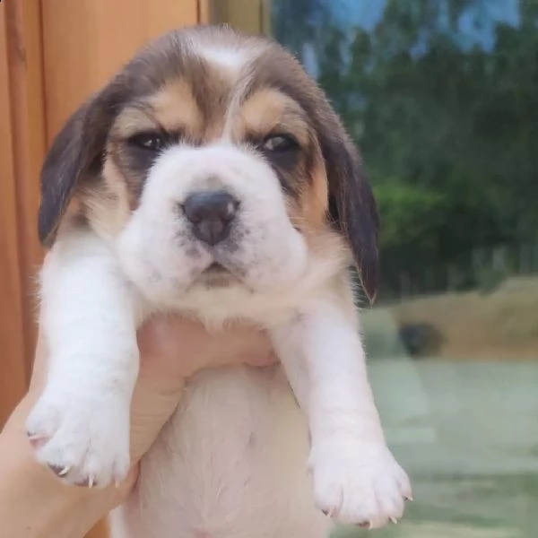 cuccioli di beagle | Foto 1
