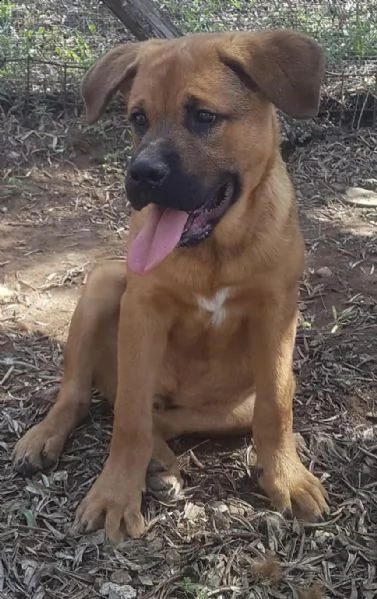 poldo mix pastore tedesco