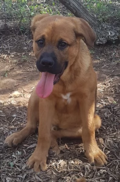 poldo mix pastore tedesco | Foto 0