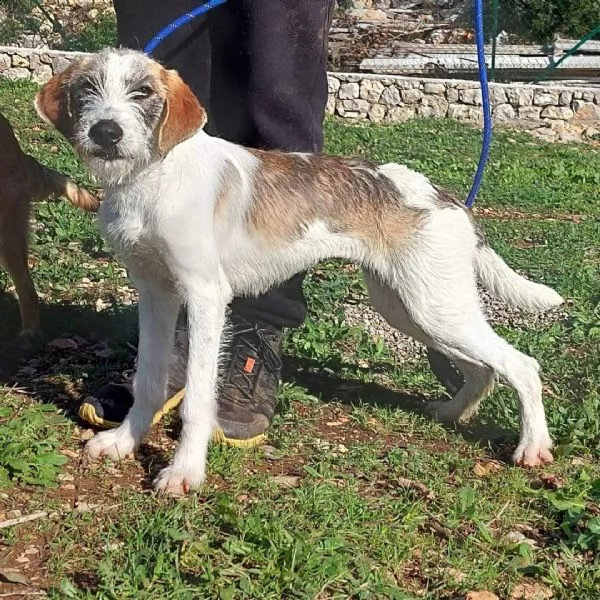 la dolcissima milvah