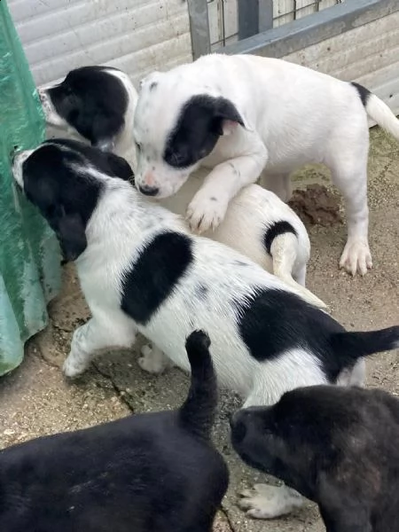 eric tenero cucciolo | Foto 2