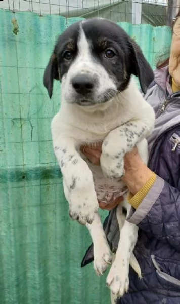 eric tenero cucciolo | Foto 1