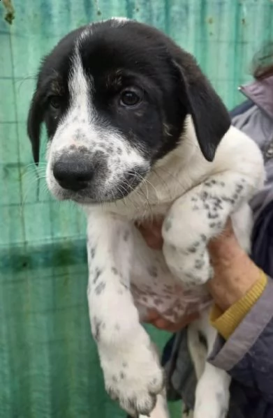 eric tenero cucciolo