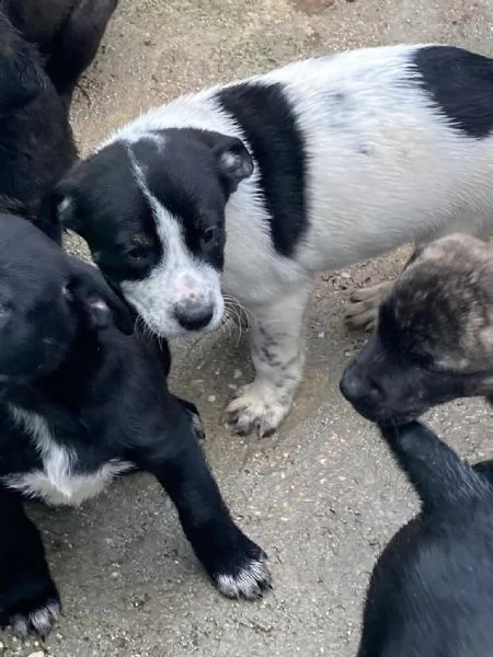 eric tenero cucciolo | Foto 0