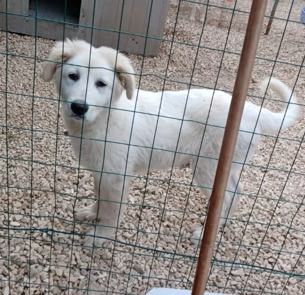 adotta il dolcissimo twister | Foto 1